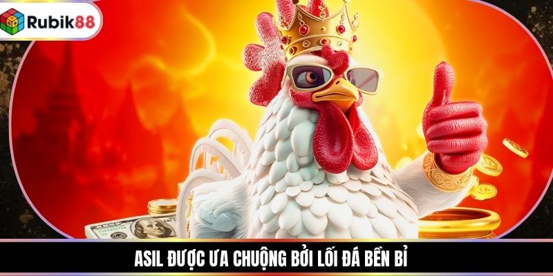 Asil được ưa chuộng bởi lối đá bền bỉ
