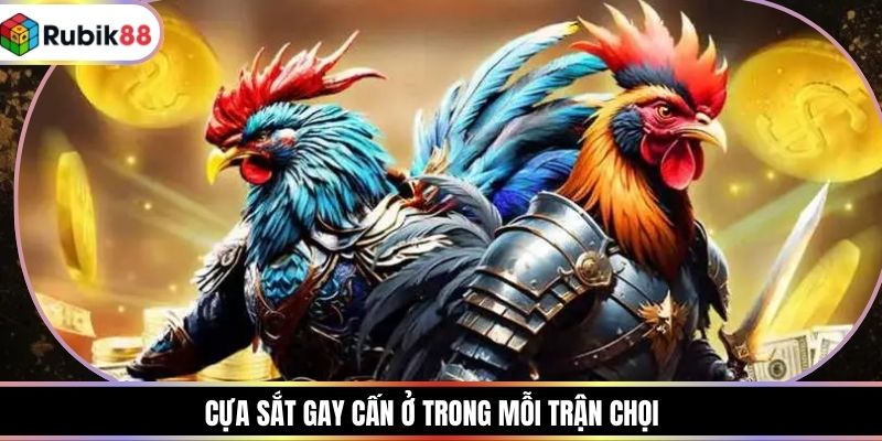 Cựa sắt gay cấn ở trong mỗi trận chọi
