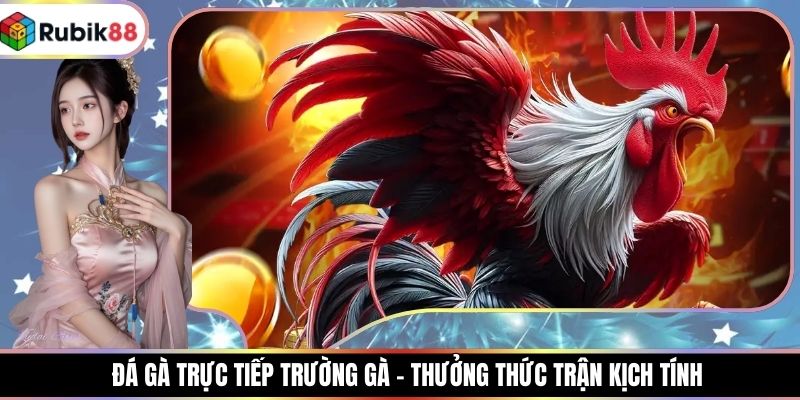 Đá Gà Trực Tiếp Trường Gà - Thưởng Thức Trận Kịch Tính