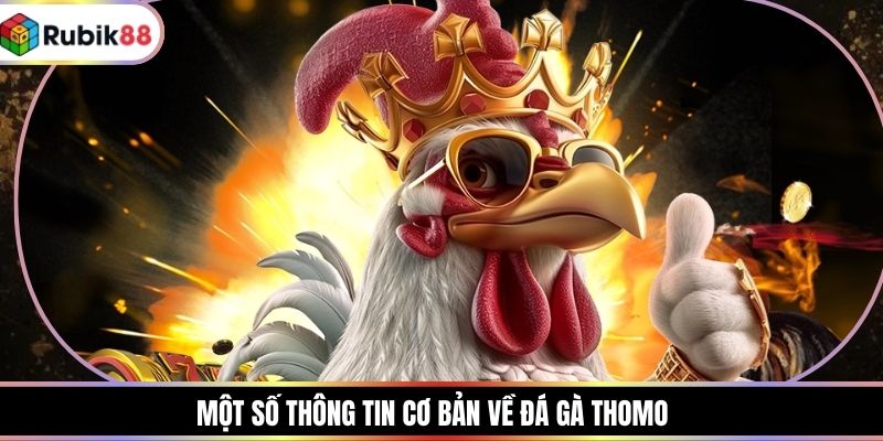 Một số thông tin cơ bản về đá gà Thomo